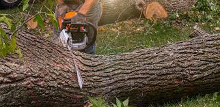 Reliable Vine Grove, KY Tree Services Solutions